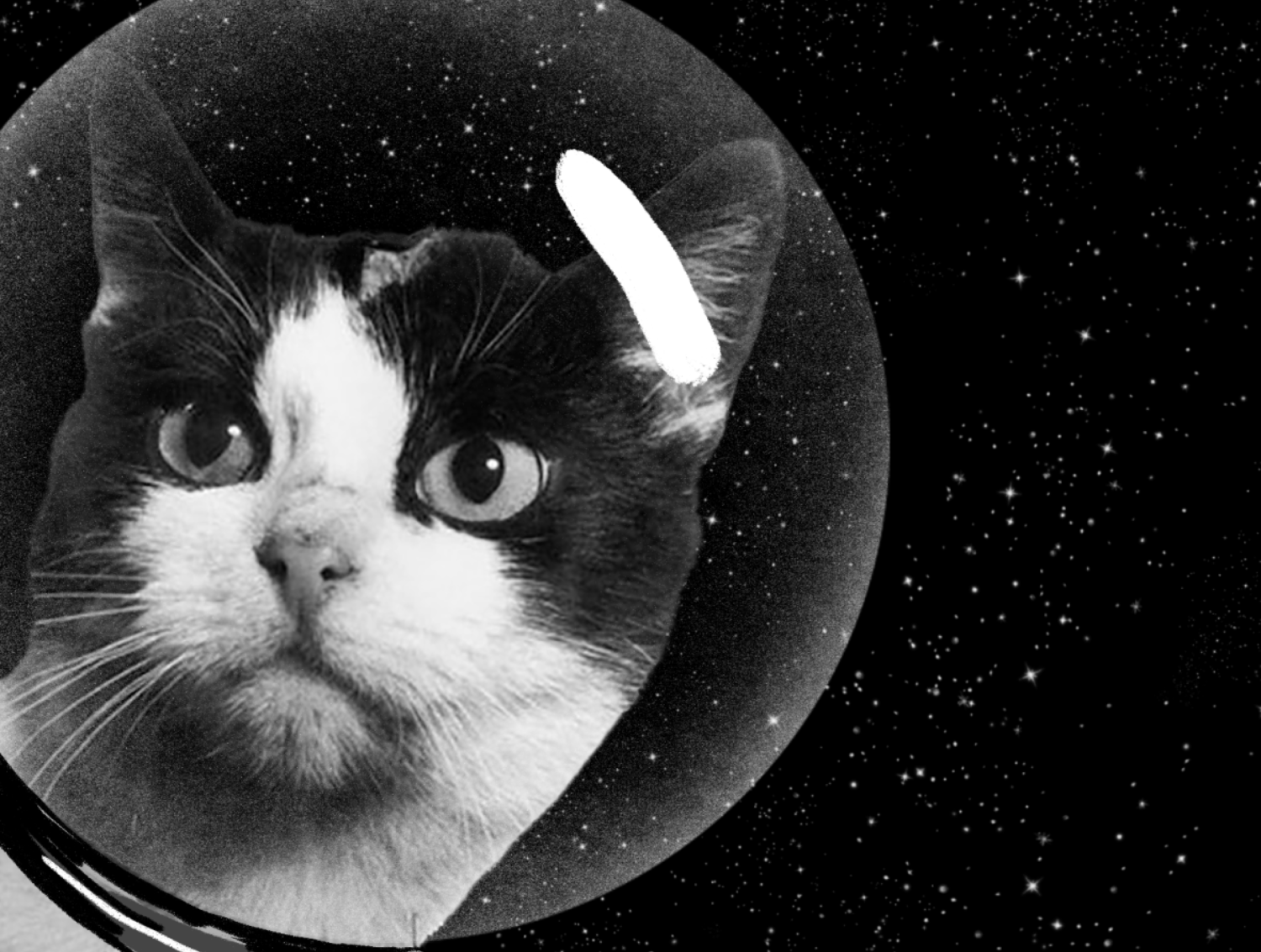 Félicette, le premier astronaute français SECRET PARISIEN