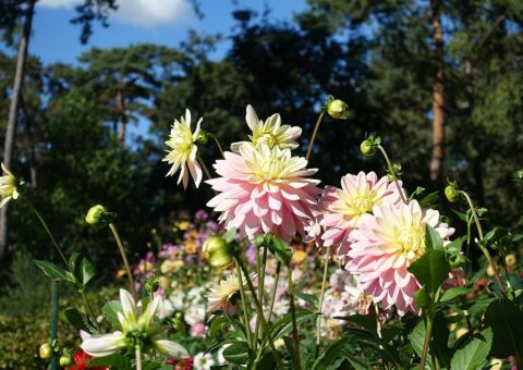Des dahlias jaunes et roses en fleurs devant les pins du Parc floral de Paris