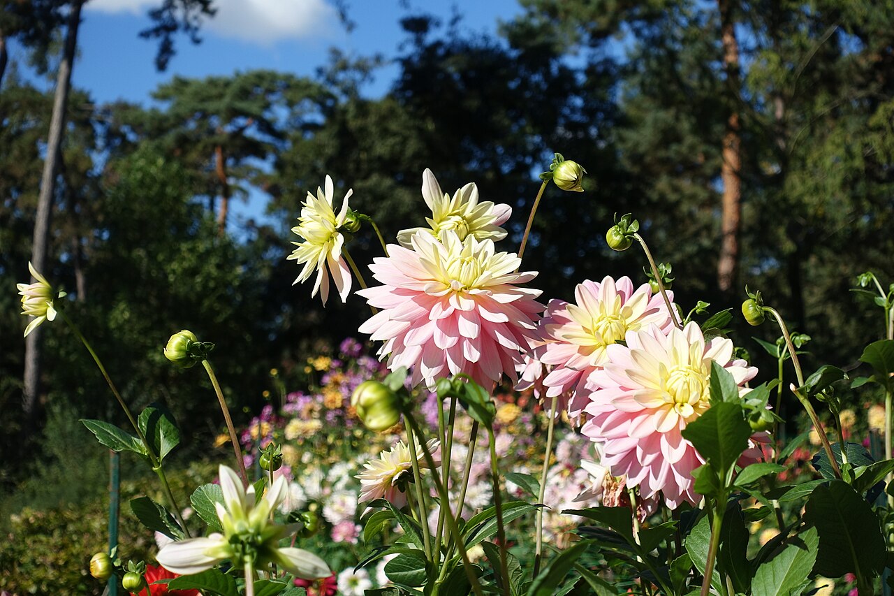 Des dahlias jaunes et roses en fleurs devant les pins du Parc floral de Paris