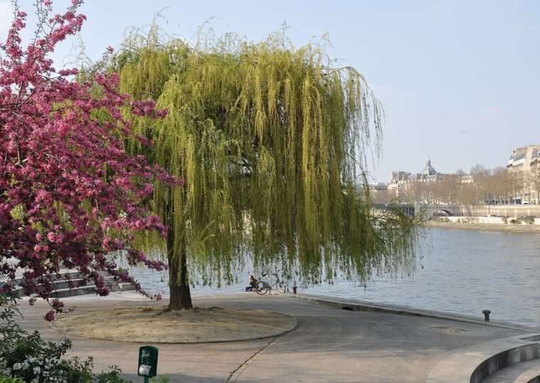 Le jardin Tino-Rossi et ses sculptures en plein air, au bord de la Seine